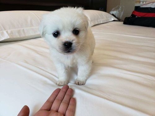 小奶狗应该注意什么东西