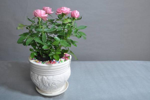 盆栽月季花的栽培