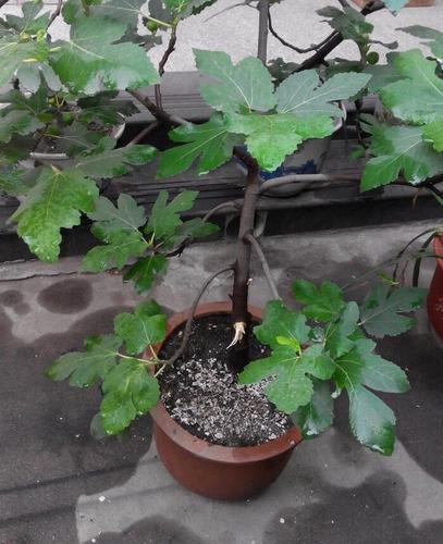 盆栽无花果的栽培技术