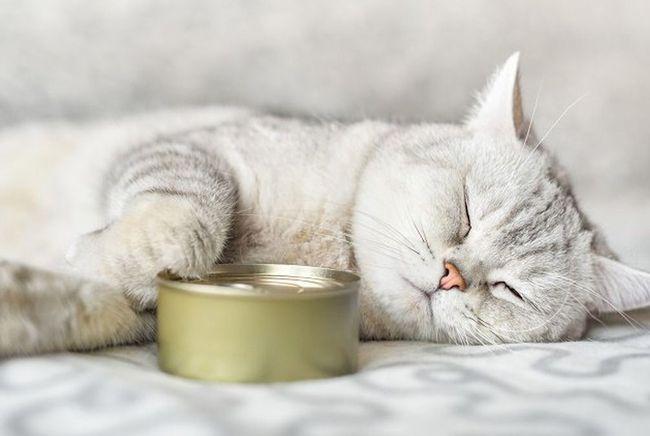 猫嘴疼不吃东西怎么办