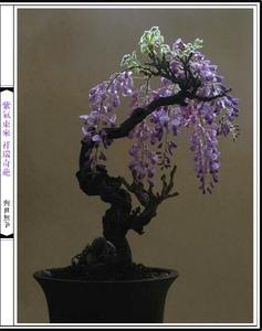 大型紫藤盆景栽培视频