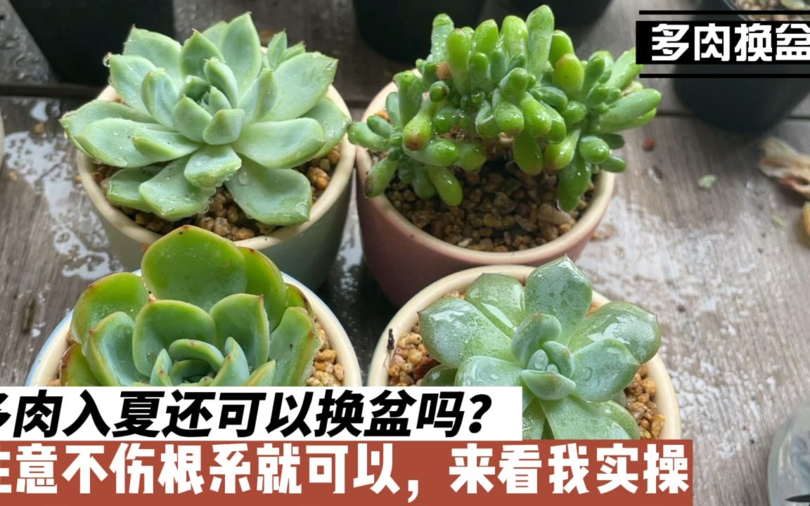 多肉换盆的注意事项