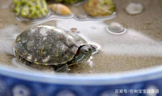 如何喂乌龟吃东西