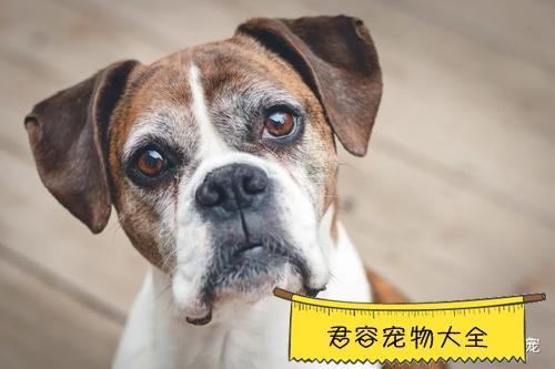 狗严重贫血不吃东西