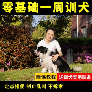 大型狗训练视频教程