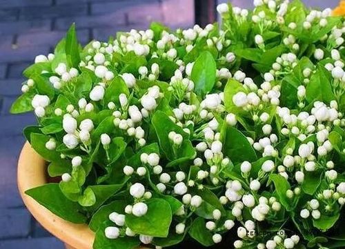 花的栽培