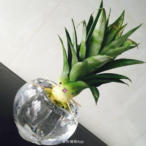 请问凤梨怎么盆栽培