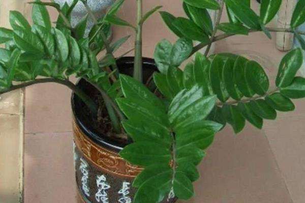 摇钱树的种植方法