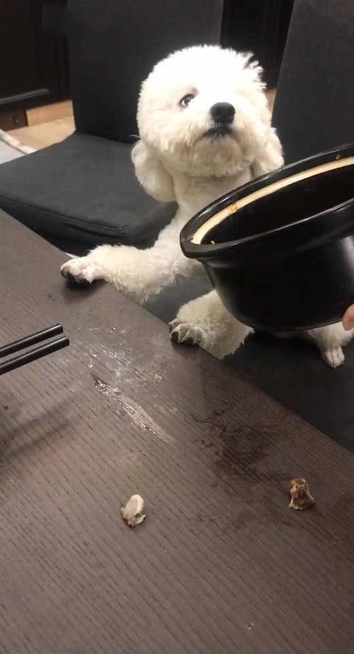 狗偷吃东西怎么办