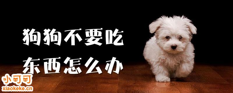 为什么小狗不吃东西怎么办啊