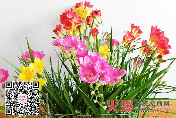 花卉香兰的栽培