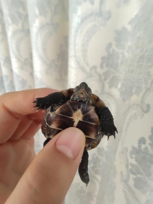 龟有病不吃东西怎么办