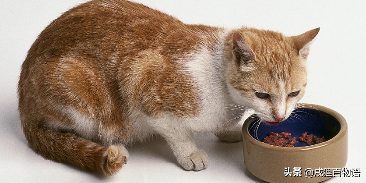 四个月的猫 不吃东西怎么办吃什么药好