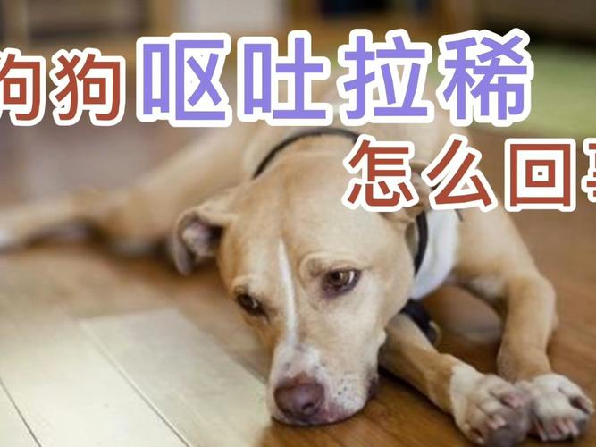 自己的狗老是吐东西怎么办
