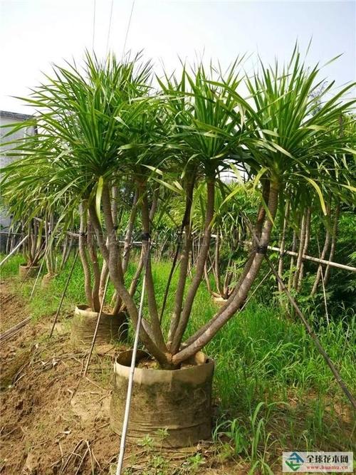 龙血树栽培