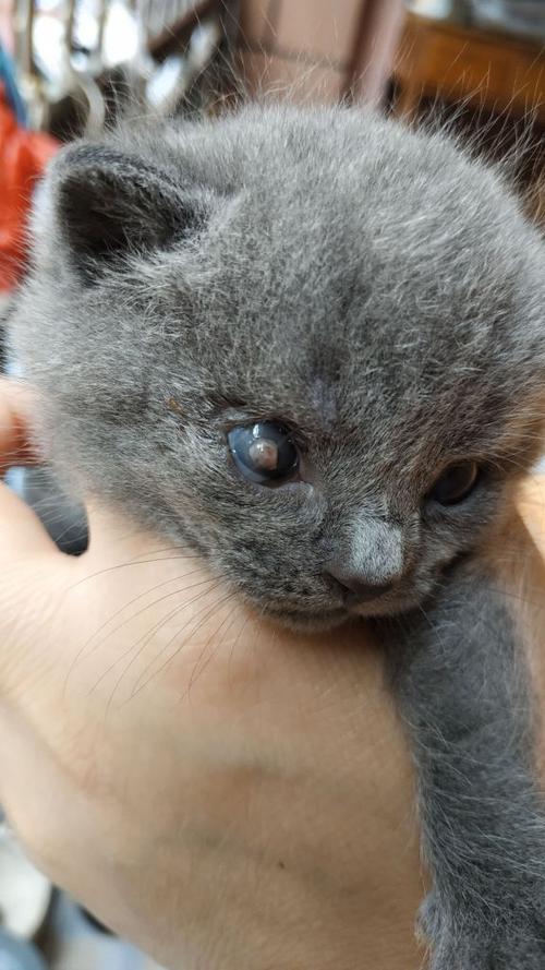 猫的眼睛总是流东西怎么办