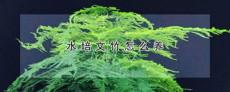 文竹水培修剪注意事项