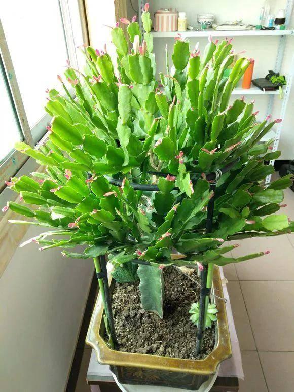 仙人掌蟹爪莲养殖方法
