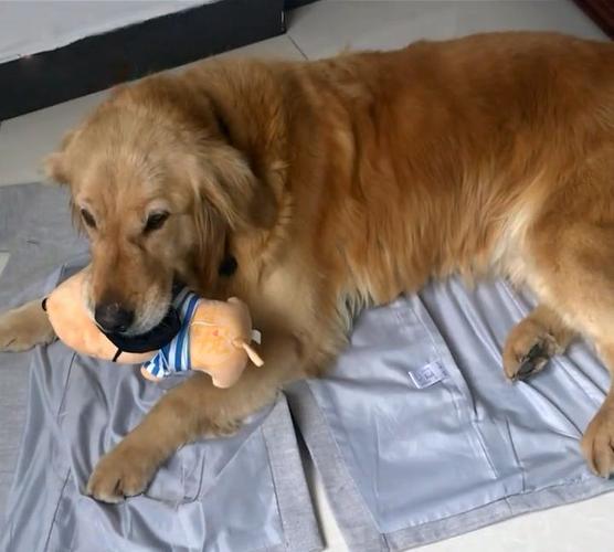 金毛犬老叼东西怎么办