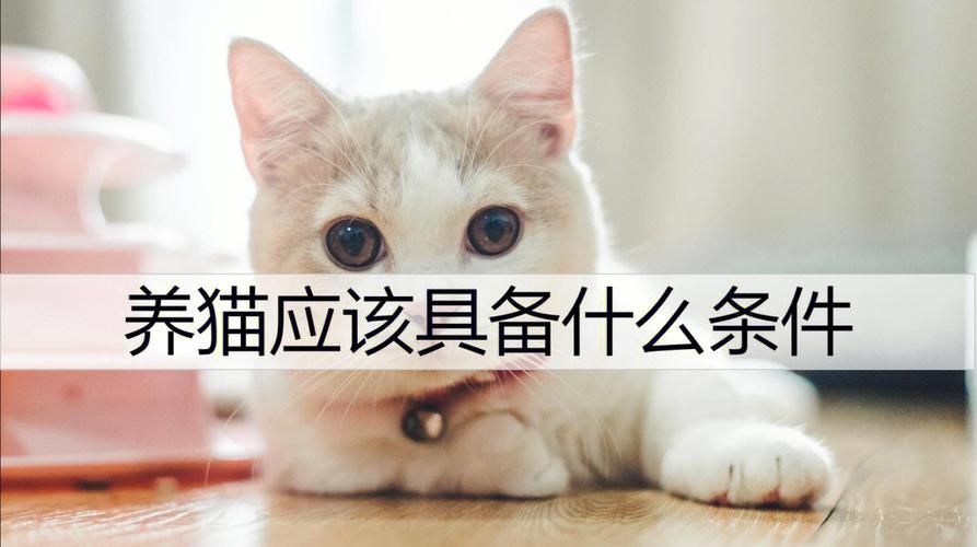 猫比赛前准备什么东西