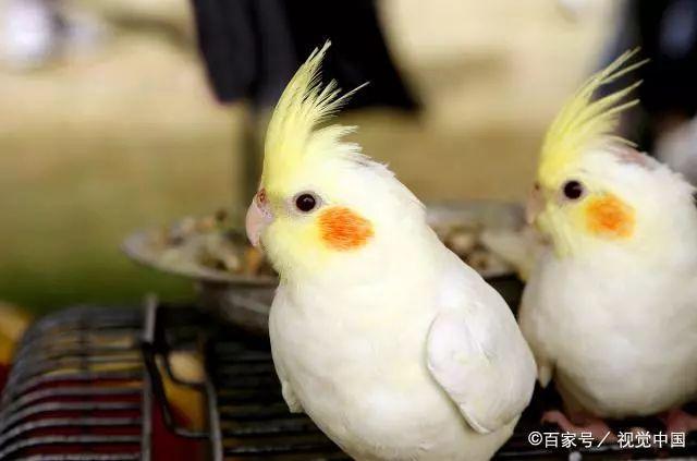 玄风鹦鹉怎样训练