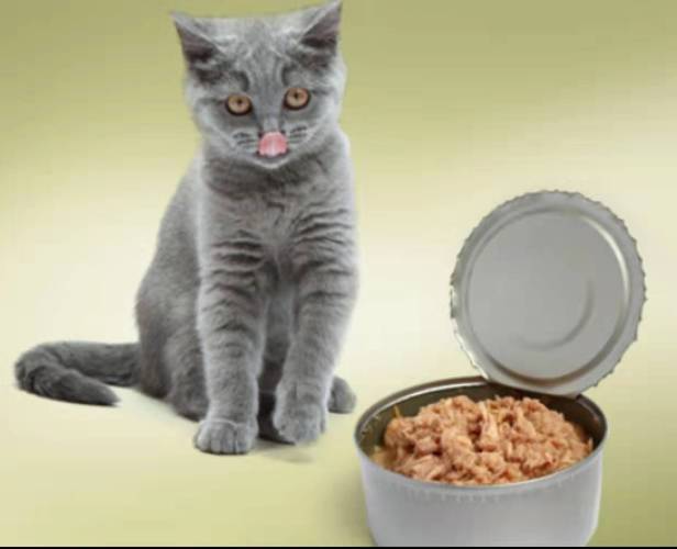 如何让猫不乱吃东西