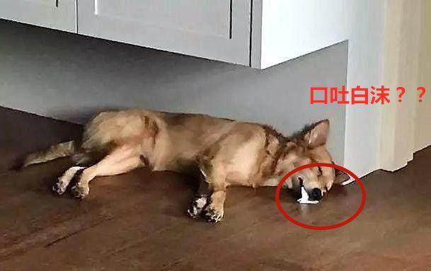 狗狗吃东西老吐