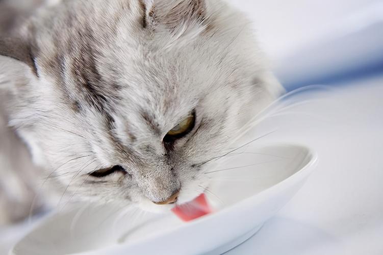 猫咪吐了不吃东西