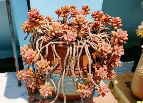 老桩的栽培