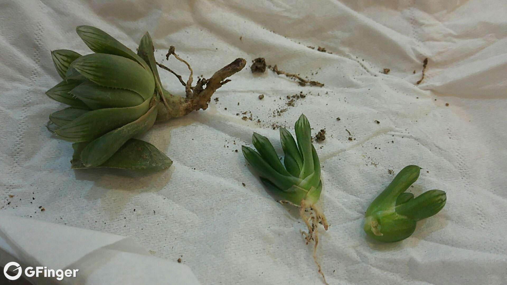 玉露叶插的注意事项