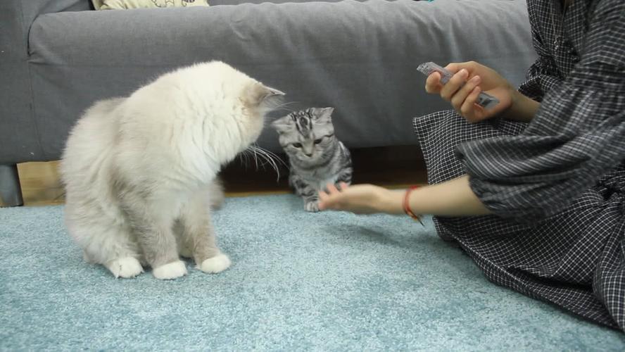 训练宠物猫的方法