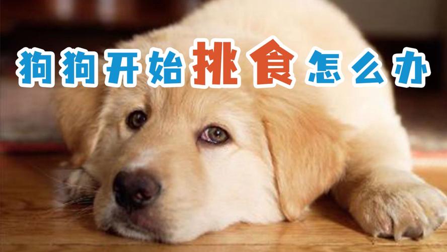 怎么做狗狗吃的东西怎么办