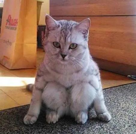 怎样训练猫咪坐立