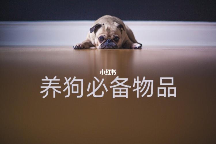 狗快生了都要准备什么东西吗