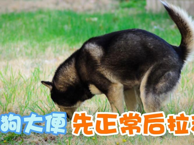 狗狗大便怎么训练