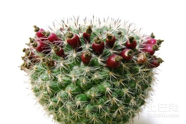 仙人球的养植及注意事项
