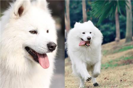 萨摩耶狗狗训练