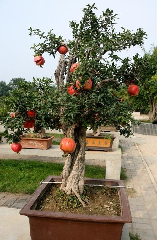 盆栽石榴栽培方法
