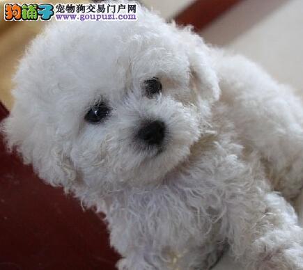 3岁比熊犬不吃东西怎么办