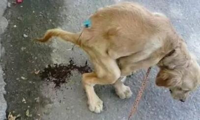 狗狗拉稀但是吃东西怎么办啊