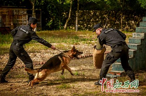 警犬鉴别训练步骤