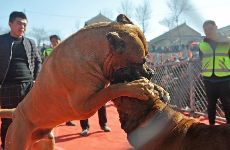 怎样训练斗犬