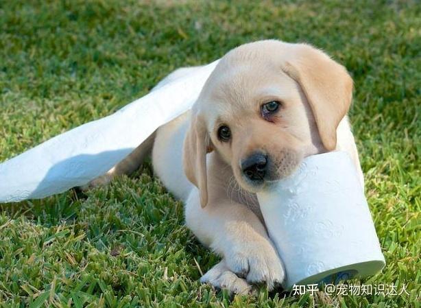 怎么训练狗狗不在家乱咬东西