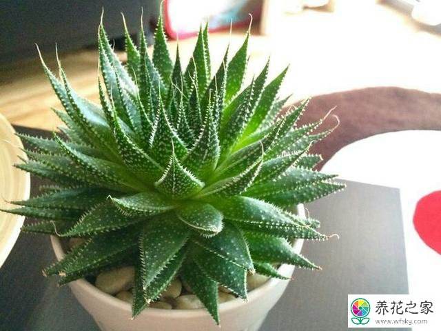 莲花 芦荟 种植方法
