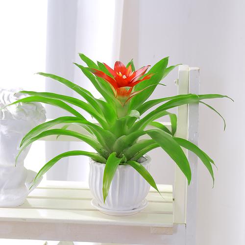 室内栽培草本花卉举例