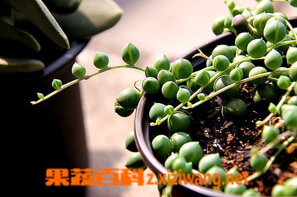 佛珠养殖方法