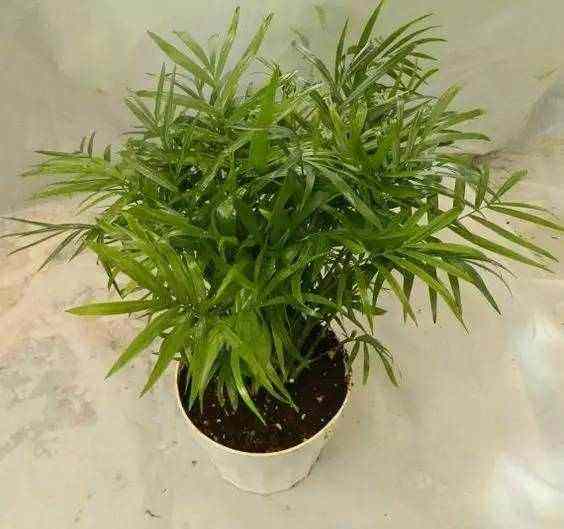 袖珍竹的养殖方法