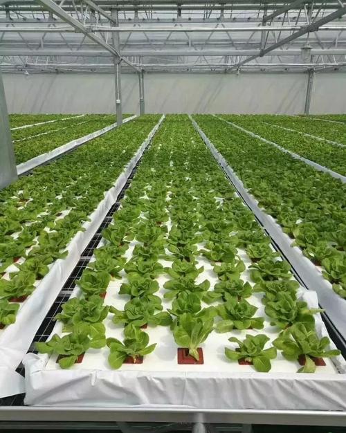 植物的栽培与管理大全
