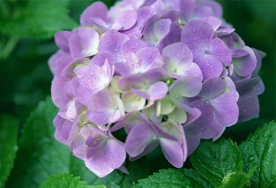 八仙花水繁殖方法