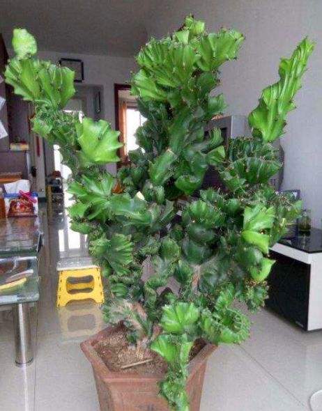 麒麟绿植养殖注意事项